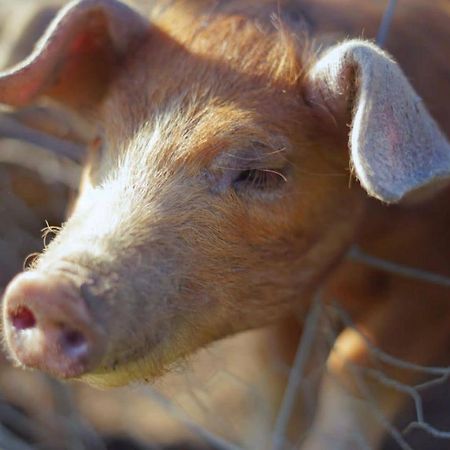 The Byre North End Farm Bed & Breakfast Ashton Keynes ภายนอก รูปภาพ