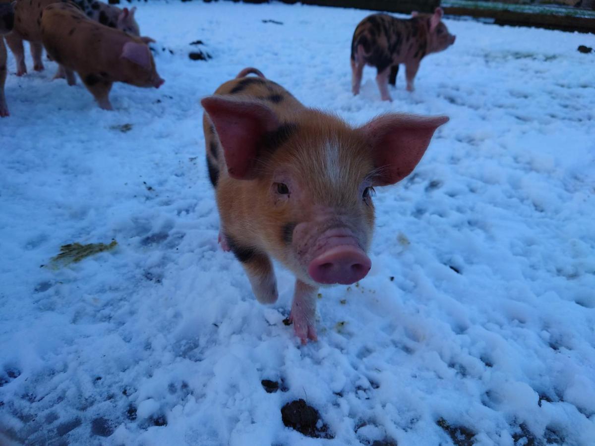 The Byre North End Farm Bed & Breakfast Ashton Keynes ภายนอก รูปภาพ
