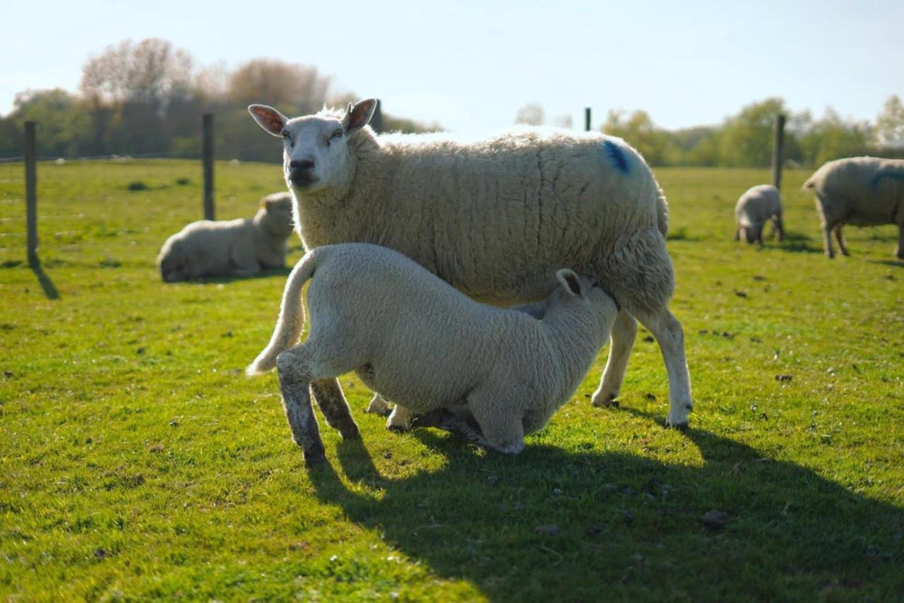 The Byre North End Farm Bed & Breakfast Ashton Keynes ภายนอก รูปภาพ