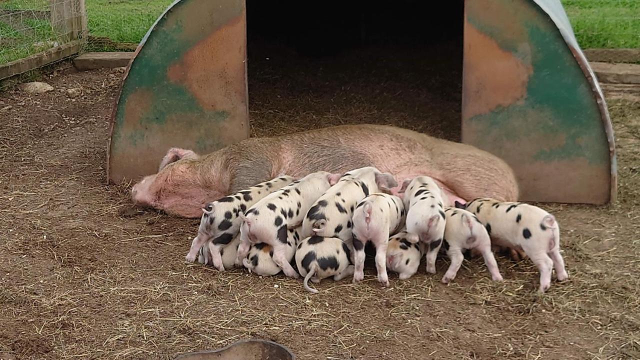 The Byre North End Farm Bed & Breakfast Ashton Keynes ภายนอก รูปภาพ